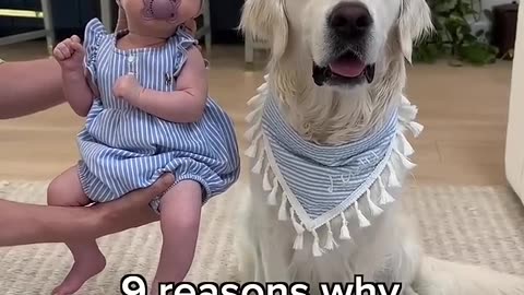 Reasons why children are related to dogs
