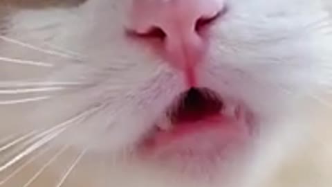 Cat funny meow baby cute