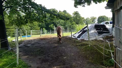 Leaf removal