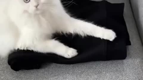 Funny Cats Videos | Did You See This Most Cute Kitten Cat 🐈