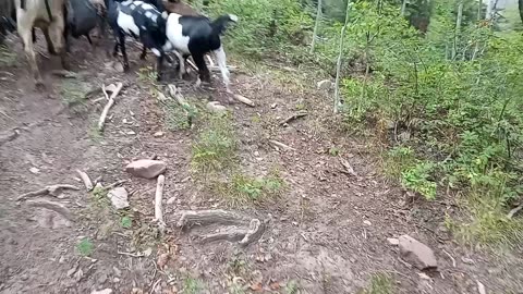 12 minutes on the trail with pack goats