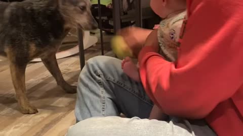 Baby Laughing Hard at Dog Playing Fetch