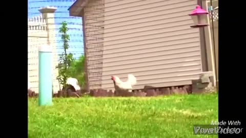 Funny Chicken and Roasters chasing children and adults