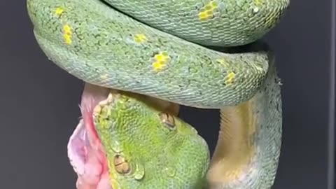 Green Tree Python having a meal.