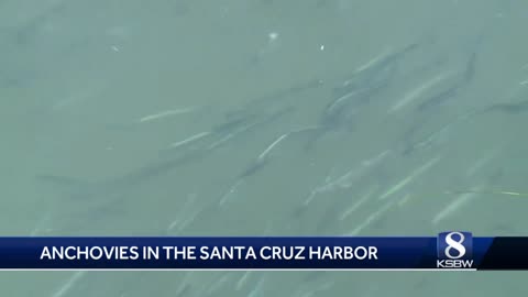 The importance of anchovies in Santa Cruz harbor (8/30/23)