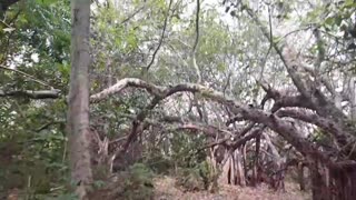 Indian tree in Malawi|Banyan tree|Chilema