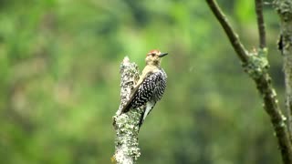 Birds very beautiful who know the name!!!