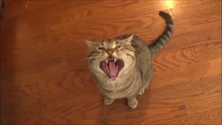 Funniest 1 Second Cat Video!