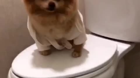 Dog Wants Some Privacy In Bathroom