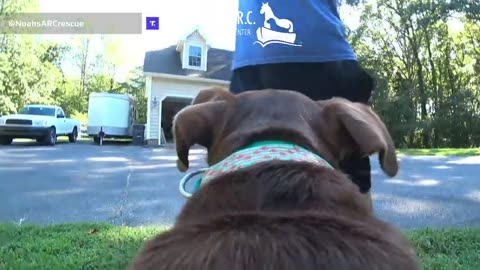 Livestreaming Rescue Dogs at the ARC is back! [9-16-23] // Dogs, Cats, Pigs & a Horse