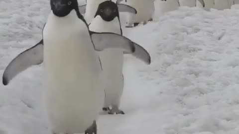 Just some penguins to brighten your day