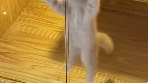 Cute baby cat dancing video #cute #cat #cutebabycat