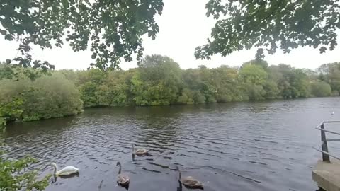 Swans & Cygnets at Strichen Loch