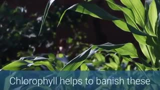 Top Ten Health Benefits Of Chlorophyll