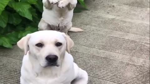 Funniest & cutiest puppies