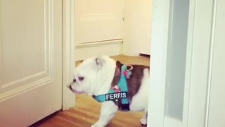 Bulldog Puppy Panics for a Cookie