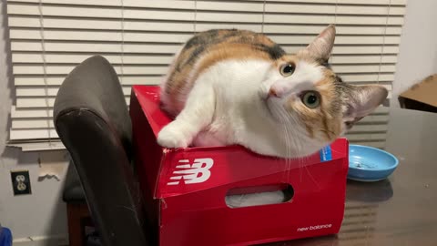 Boxes are Pitter's Best Friends!