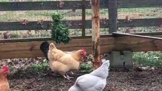 How to Entertain Chickens