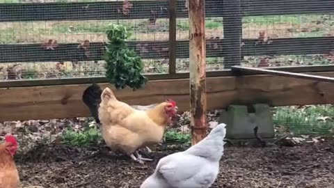 How to Entertain Chickens