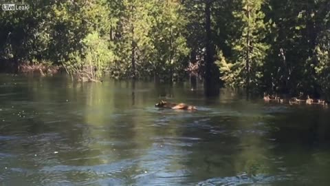 Bear Accidently Gets Sucked Down Waterfall