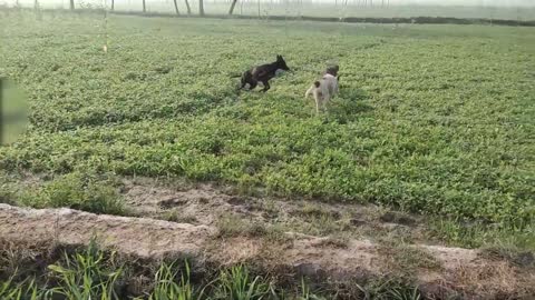 Jackal hunting dog Geedar ka shakar |Shahid khan,