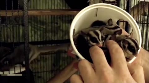 Compiling cute and funny moments of sugar gliders in flight.