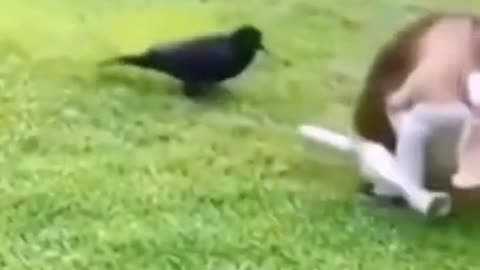 Dog and birds fock video