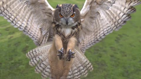 Eagle owl in flight high speed camera AMAZING slow motion camera