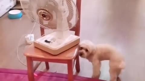 Dog and fan