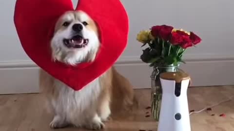 Happy Valentine's Day From Marcel The Corgi