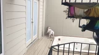 Bulldog completely bewildered by heavy rainfall