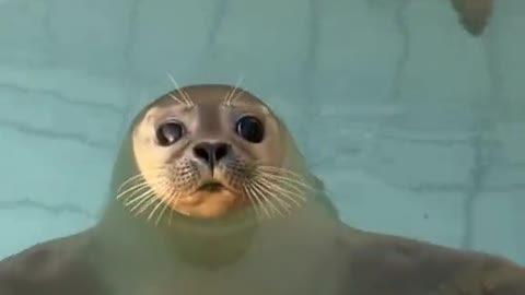 Sea Doggo Wink So Cute