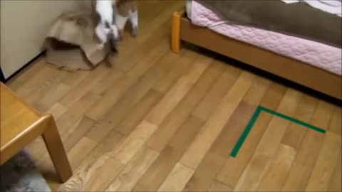 the baby cat plays with his mother