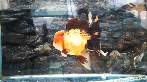 The most beautiful Oranda Goldfish-11