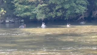 Great Blue Heron and bathing ducks