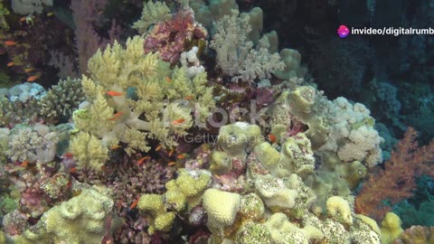 Oceanic Sentinels: Protectors of the Coral Realms