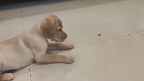 Cute puppy training