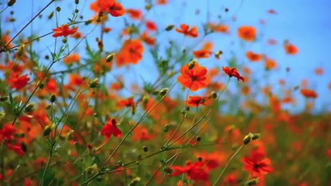 Beautiful blooming flowers | Flower can dancing!!! Amazing natural flowers.