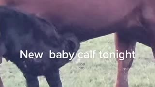 New baby calf