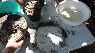 Como fazer substrato para suculentas, how to make succulent plant substrate.