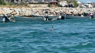 Sea Lion Enjoys a Boat Ride
