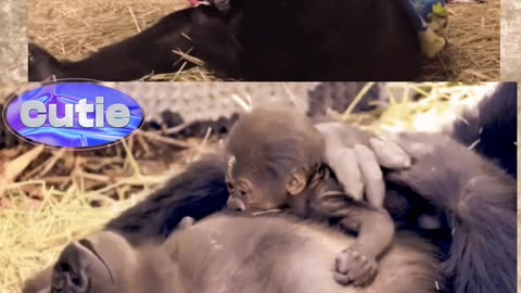 Gorillas Have Remarkable Maternal Instincts. Motherhood is Amazing and special.