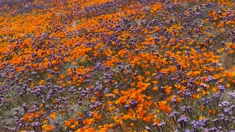 Eastern Sierra Wildflower Super Bloom