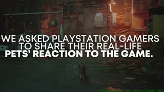 Stray Reactions PS5 & PS4 Games