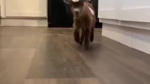 Animals funny moments | This calf is very cute😅😂