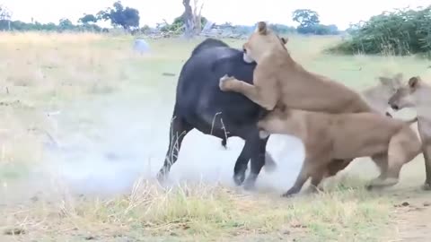 The lions brutally killed the stray buffalo