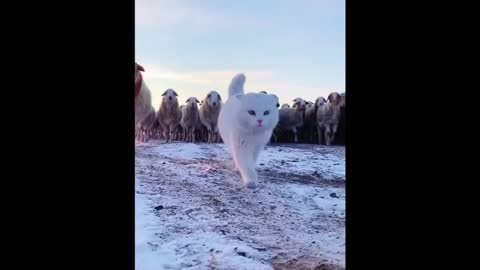 Кот предводитель банды. Наступление.The cat is the leader of an army of sheep. The offensive.