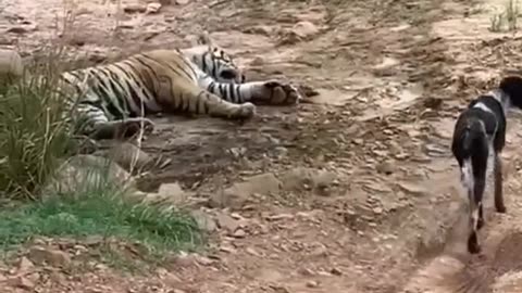 Tiger killed dog at zone 2 Ranthambore National Park