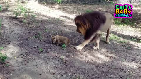 Dad Always Take Care and Playing With His Adorable Lion Cubs