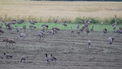 Sandhill Cranes of August 23, 2023 in Fairbanks, Alaska